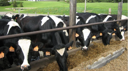 Dairy