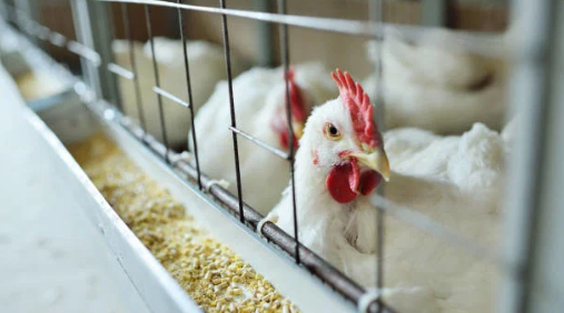 Poultry